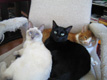 cats
